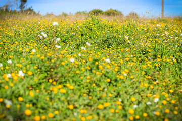 White and yellow flowers in the field. 
