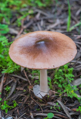 Wild grown Deer Mushroom (Pluteus cervinus) vertical
