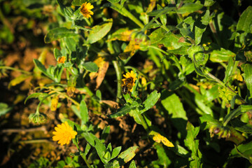 White and yellow flowers in the field. Bumblebee on a flower 