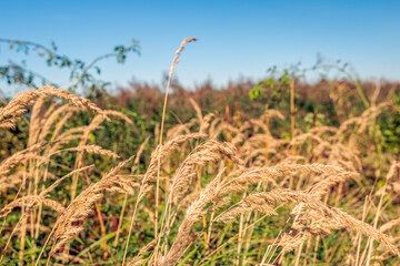 Closeup of flowering grasses in the summer season. Many people are hypersensitive to the pollen of grasses and they react to it with, among other things, shortness of breath, coughing and sneezing.