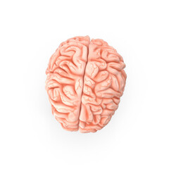 3d rendered illustration of human brain, Detailed Anatomical Model of a Human Brain Transparent Background