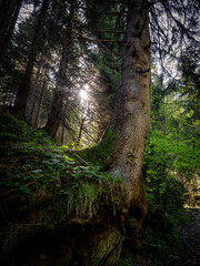 Serene Forests Of The Karwendel Mountains With Lush Green Plants And Vibrant Summer Flowers Along Hiking Trails Under A Bright Blue Sky