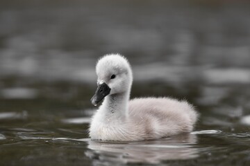 swan cygnets feeding in the pond