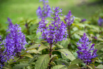 Close up photo a purple flower 