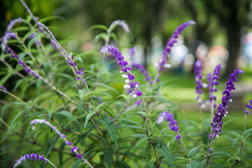 Close up photo of a purple plant 