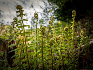 Serene Forests Of The Karwendel Mountains With Lush Green Plants And Vibrant Summer Flowers Along Hiking Trails Under A Bright Blue Sky