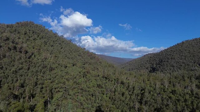 Aerial shot moving backwards over forest in Walhalla Australia.