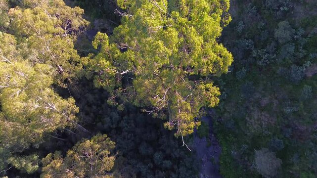 Birds eye view aerial of a creek in Gold country in Victoria Australia
