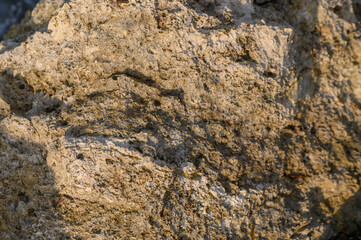 Textured rock formation showcasing natural patterns under soft evening light