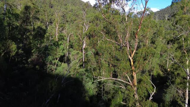 Aerial shot moving up large gum tree in Walhalla Victoria Australia