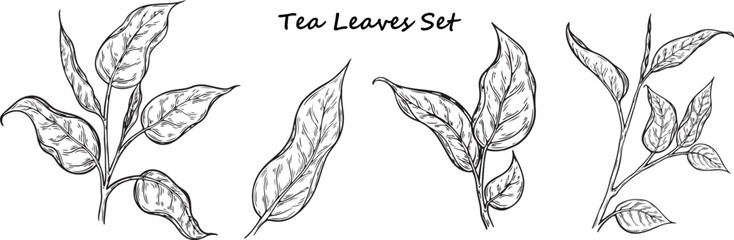 Tea leaves tree hand drawn botanical vector illustration. Flowers, leaves, branches drawing isolated on the white background. Organic, cosmetics and medical plant.