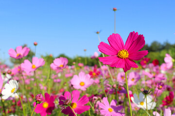 Fototapeta premium Colorful cosmos flowers blooming in the flower fields.