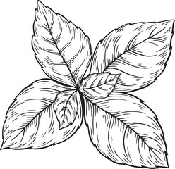 Basil line drawing, herb leaves plant vector on white background. Herbal Ingredient for medicine, cooking, treatment, gardening. 