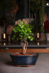 Bonsai Tree in Elegant Blue Pot.  A beautifully composed image showcasing a bonsai tree in an elegant blue ceramic pot