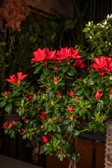 Fototapeta premium Vibrant Red Azalea Plant in Bloom. A stunning close-up of a red azalea plant in full bloom, showcasing the lush green leaves and vivid red flowers
