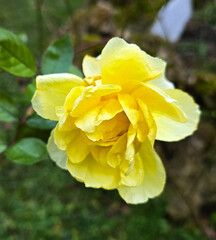 Fototapeta premium Rose yellow