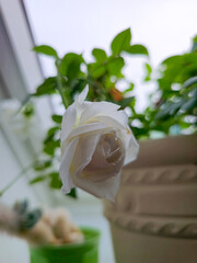 rose white