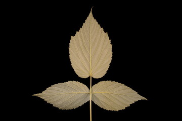 Raspberry (Rubus idaeus). Flowering Shoot Leaf Closeup