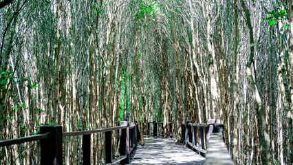 Sun-Kissed Mangrove Path
A weathered wooden walkway curves gently through a bright mangrove forest....