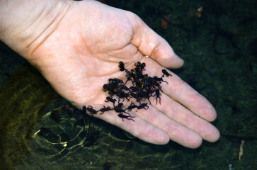 Tadpoles in pond water and palm.
