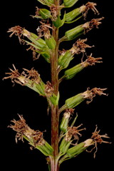 Narrow-Headed Leopard Plant (Ligularia stenocephala). Fruiting Inflorescence Detail Closeup