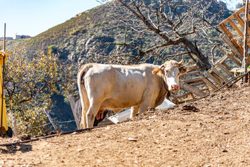 Vacca bianca guarda in camera © fulviodegregorio