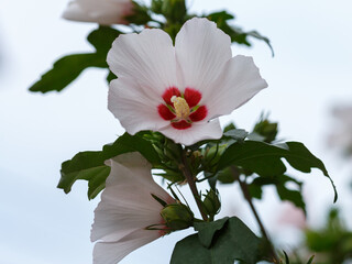 Hibiscus syriacus ( lat.Hibiscus syriacus ) is a plant of the Malvaceae family , a species of the...