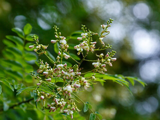 Sophora japonica , or Japanese pagoda tree ( Latin- Styphnolóbium japonicum ) is a deciduous tree; a species of the genus Styphnolobium of the legume family ( Fabaceae )