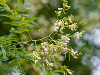 Sophora japonica , or Japanese pagoda tree ( Latin- Styphnolóbium japonicum ) is a deciduous tree;...