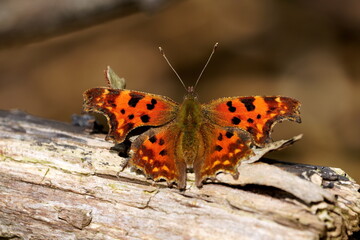 comma butterfly