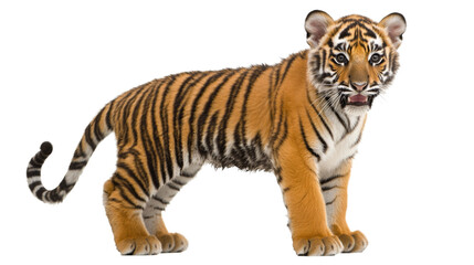 Fototapeta premium Cub tiger, isolated on transparent background