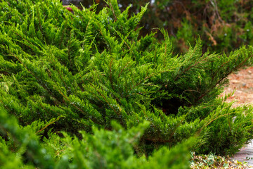 Juniperus sabina ( Latin- Juniperus sabina ) is a coniferous shrub , a species of the genus Juniperus of the Cypress family. A popular ornamental plant