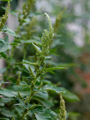 Retroflexed amaranth, spicate amaranth, retroflexed pigweed, common pigweed, beetroot [( lat....