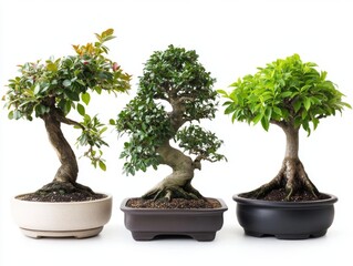 A group of bonsai trees, each with unique shaping and style, isolated on a bright white background.