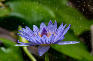 rain splash on violet lotus