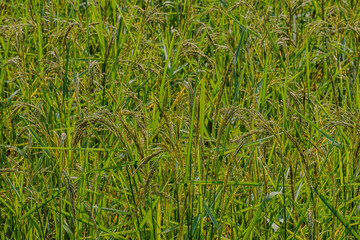golden rice field in golden sunshine in afternoon