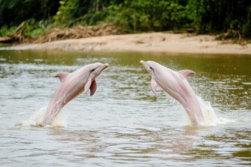 Fototapeta premium A pair of pink river dolphins breaching the surface of the Amazon River, their sleek bodies shimmering.