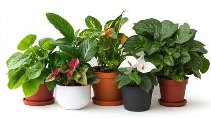 Obraz premium A group of indoor flowering plants, including African violets, peace lilies, and begonias, isolated on a white backdrop.
