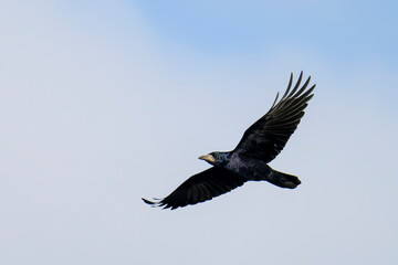  Saatkr&auml;he (Corvus frugilegus)