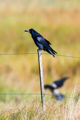  Saatkrähe (Corvus frugilegus)