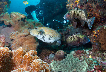 Underwater photographer takes pictures of a beautiful coral reef..