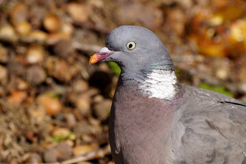 wood pigeon close up