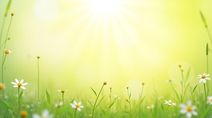 Obraz premium Sunlit Meadow: A Springtime Tapestry of Daisies and Soft Light