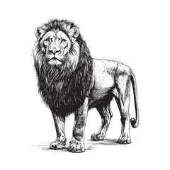 Obraz premium Lion sketch - Hand drawing in engraving style - Wild animals - Vector illustration