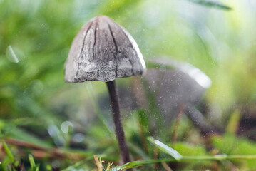 Panaeolus mushrooms growing among the grass of a pasture on a rainy morning with selective focus