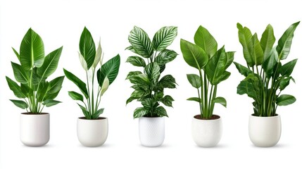 A set of air-purifying plants, including peace lily, snake plant, and bamboo palm, placed on a white background.