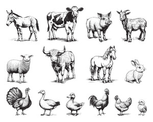 Domestic farm animals isolated on white background, vector illustrations