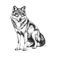 Fototapeta premium Wolf vector design isolated on white background - wolf sketch