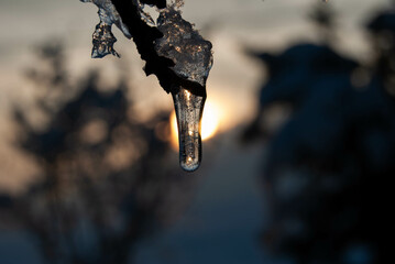 Close-up of a frozen water droplet hanging from a branch during a cold winter sunset.
