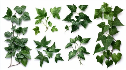 A set of ivy plants, including English ivy and Algerian ivy, isolated on a white background to highlight their creeping vines.